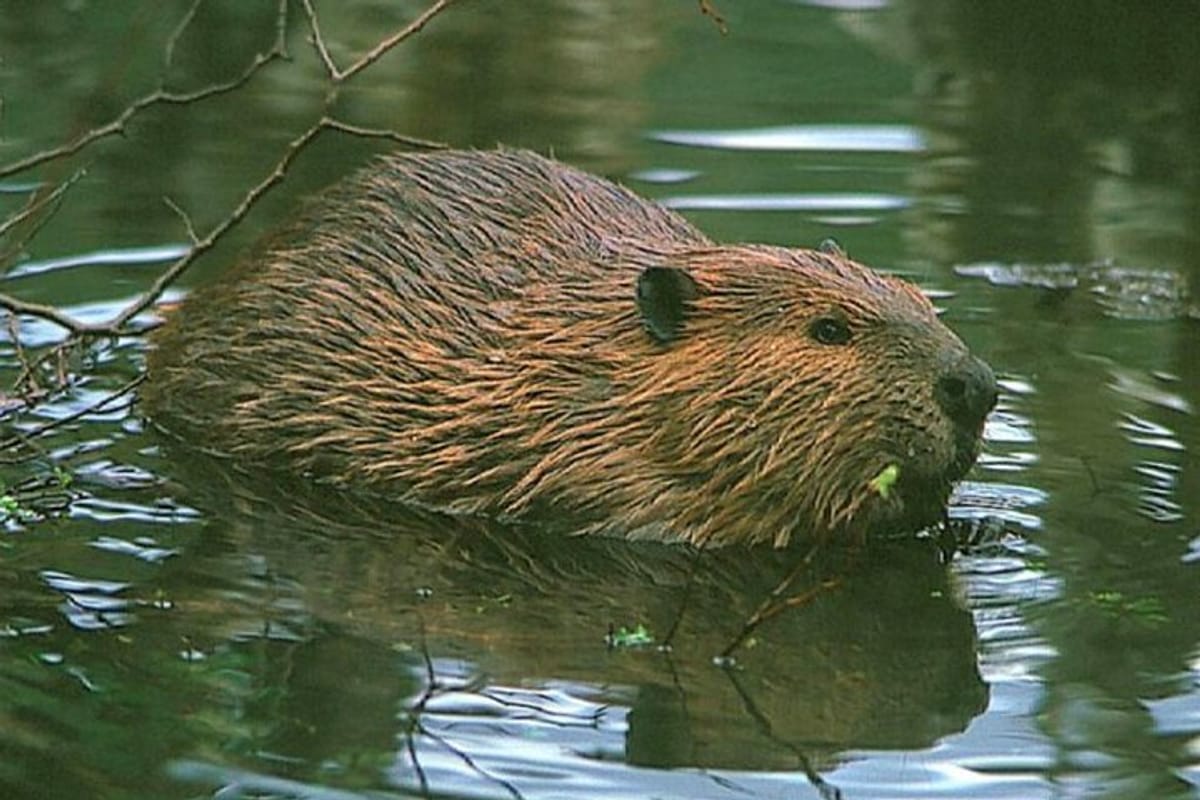 beavers-watching_1