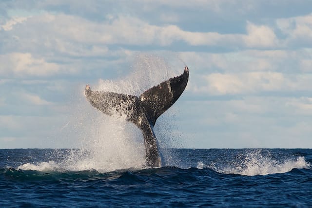 taronga-zoo-whale-watching-cruise-sydney_1