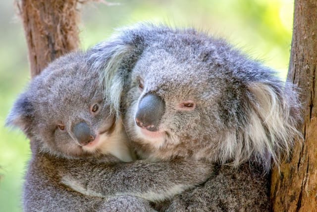 Healesville Sanctuary Tickets | Zoos Victoria | Melbourne | Australia | Pelago