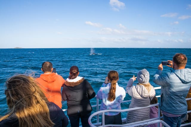 augusta-whale-watching-tour-australia-pelago0.jpg