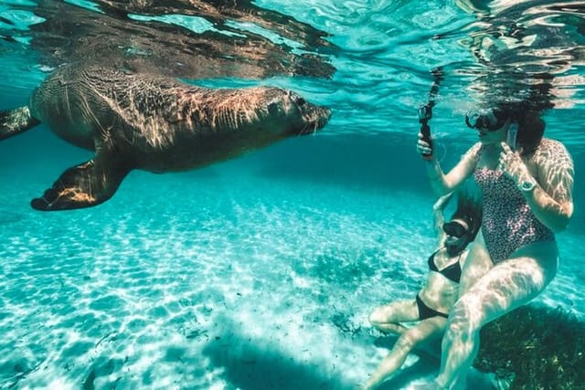 dolphin-and-sealion-seafood-snorkel-adventure_1