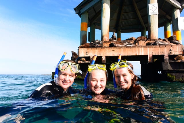dolphin-seal-reef-snorkel-tour-australia-pelago0.jpeg