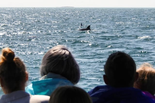 dolphin-seal-sightseeing-cruise-australia-pelago0.jpg