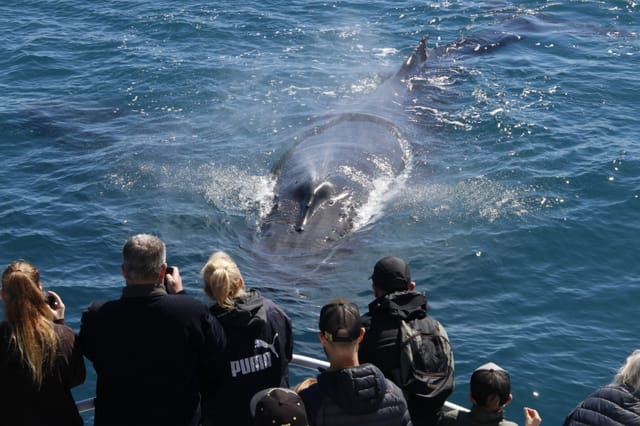 dunsborough-whale-watching-tour-australia-pelago0.jpg