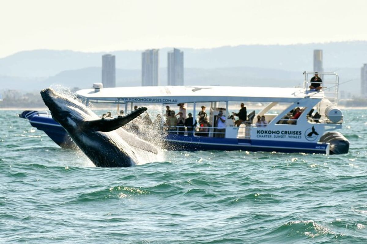 gold-coast-whale-watching-cruise_1