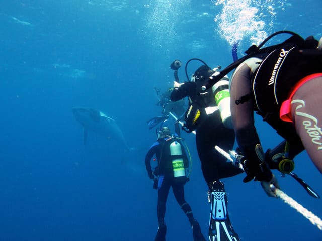 great-barrier-reef-snorkel-dive-australia-pelago0.jpg