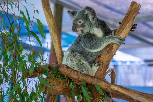 koala-breakfast-hartleys-crocodile-australia-pelago0.jpg