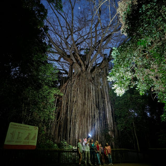 nocturnal-rainforest-wildlife-tour-from-cairns_1