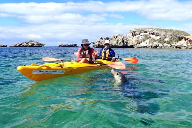 penguin-and-seal-islands-sea-kayaking-experience_1