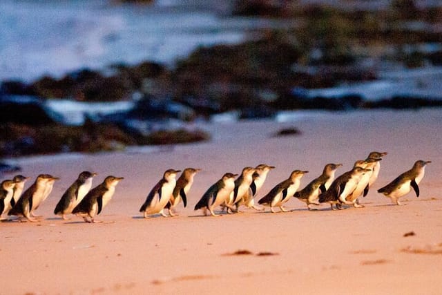 The Famed Penguin Parade