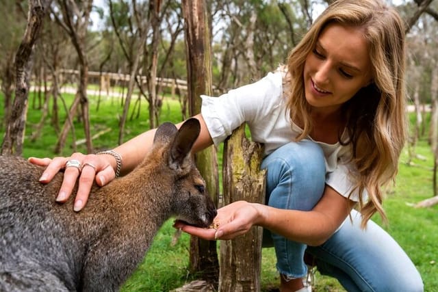 Kangaroo feeding with 69 Tours
