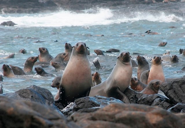 phillip-island-seal-watching-cruise_1