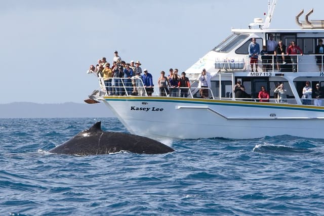 phillip-island-whale-watching-tour_1