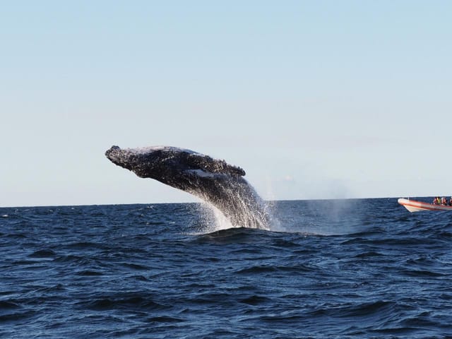 safari-style-whale-watching-gold-coast_1
