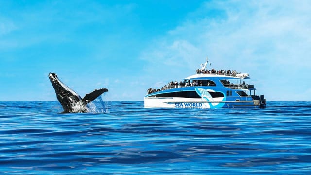 sea-world-whale-watch-special-20-off_1