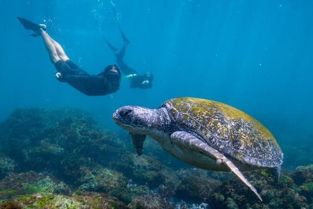snorkel-with-turtles-gold-coast_1