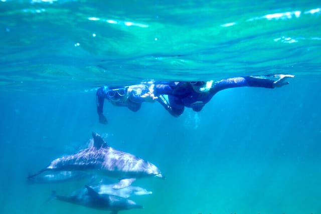 swim-with-dolphins-bunbury-australia-pelago0.jpg