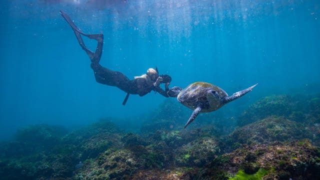 swim-with-turtles_1