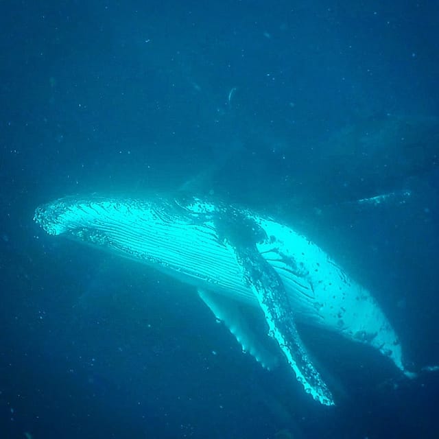 swim-with-whales-gold-coast_1