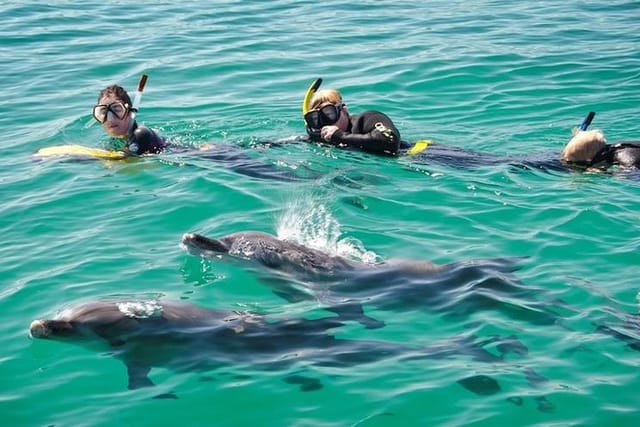 Swim with Dolphins Day Trip from Perth 