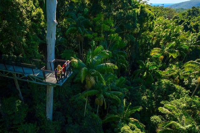 Rainforest Treetop Walk