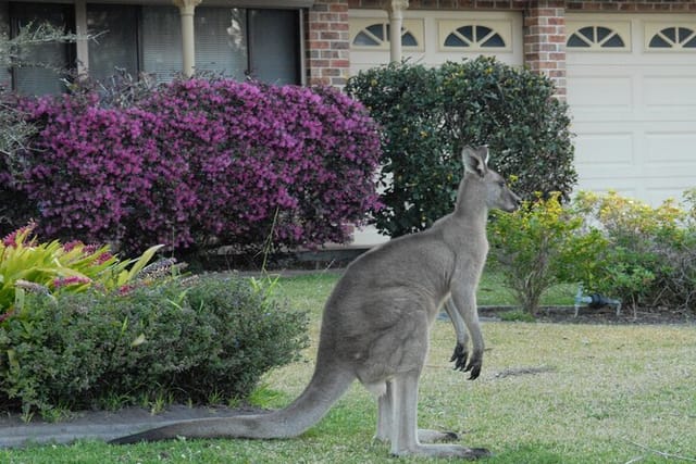 kangaroo in front yard