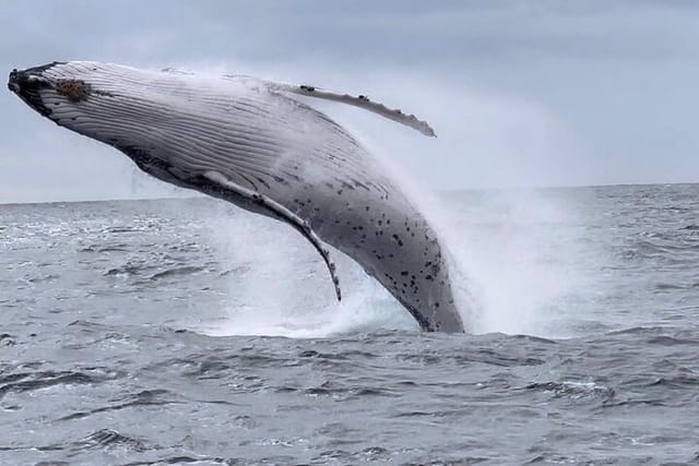 whale-watching-australia-experience-3hours_1