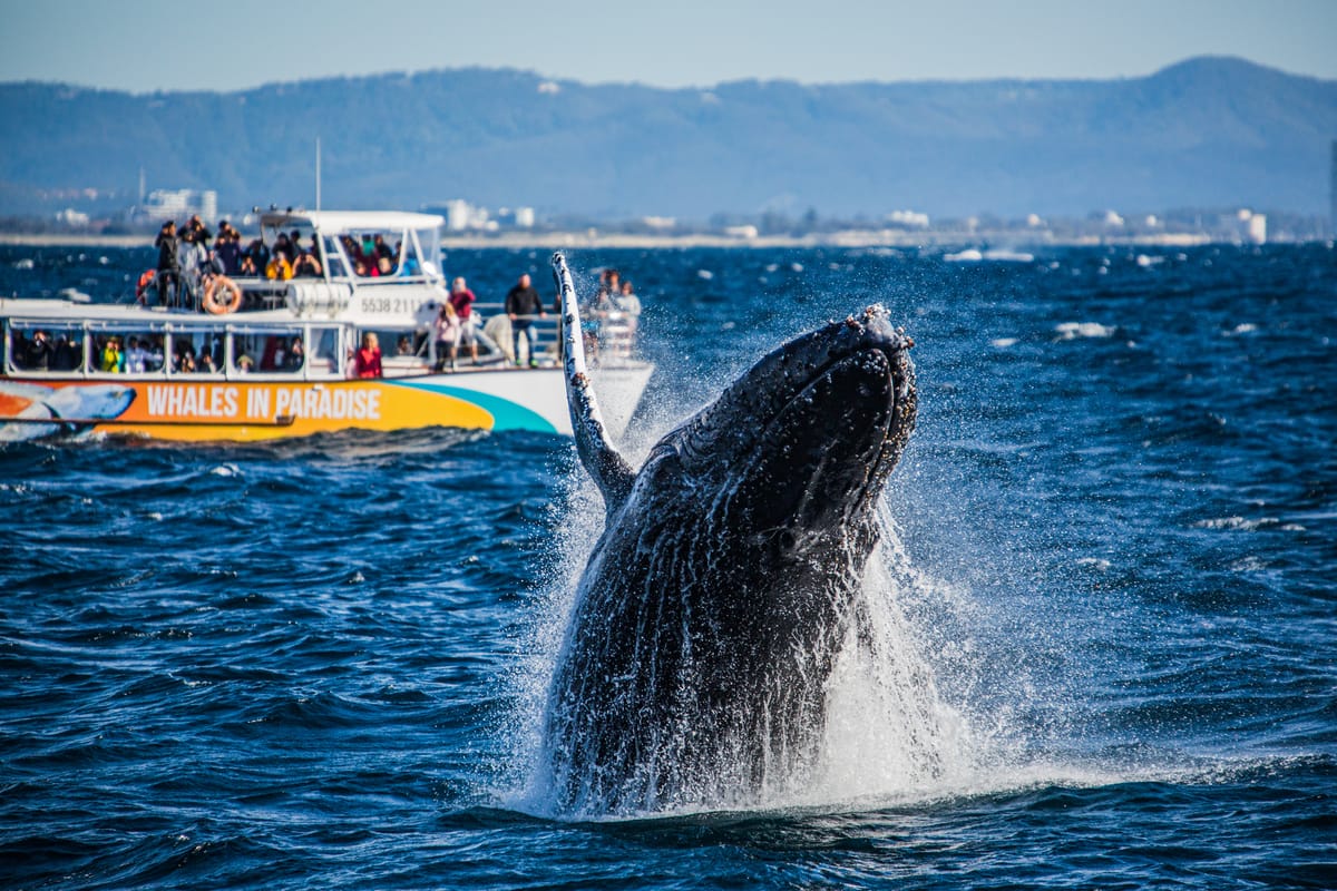 Whales in Paradise | Humpback Whale Watching Cruise | Surfers Paradise | Australia | Pelago