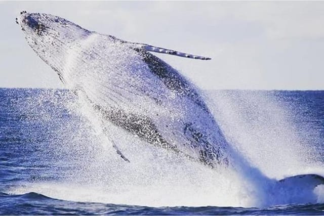 whale-watching-sailing-experience-in-sydney_1