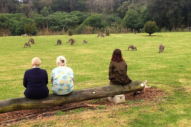 Relax with Kangaroos