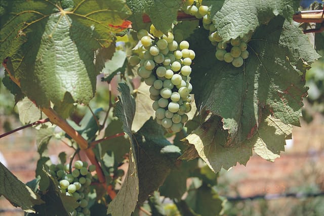 Hunter Valley Wine School | Wine Appreciation | Wine Tasting | Australian Winery Tour | Hunter Resort | Hunter Valley | Australia | Pelago