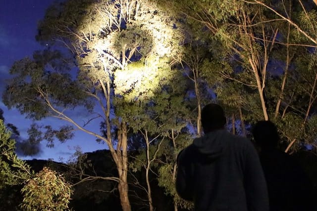Spotlighting for possums and gliders on the Wollemi Twilight Wildlife Tour.
