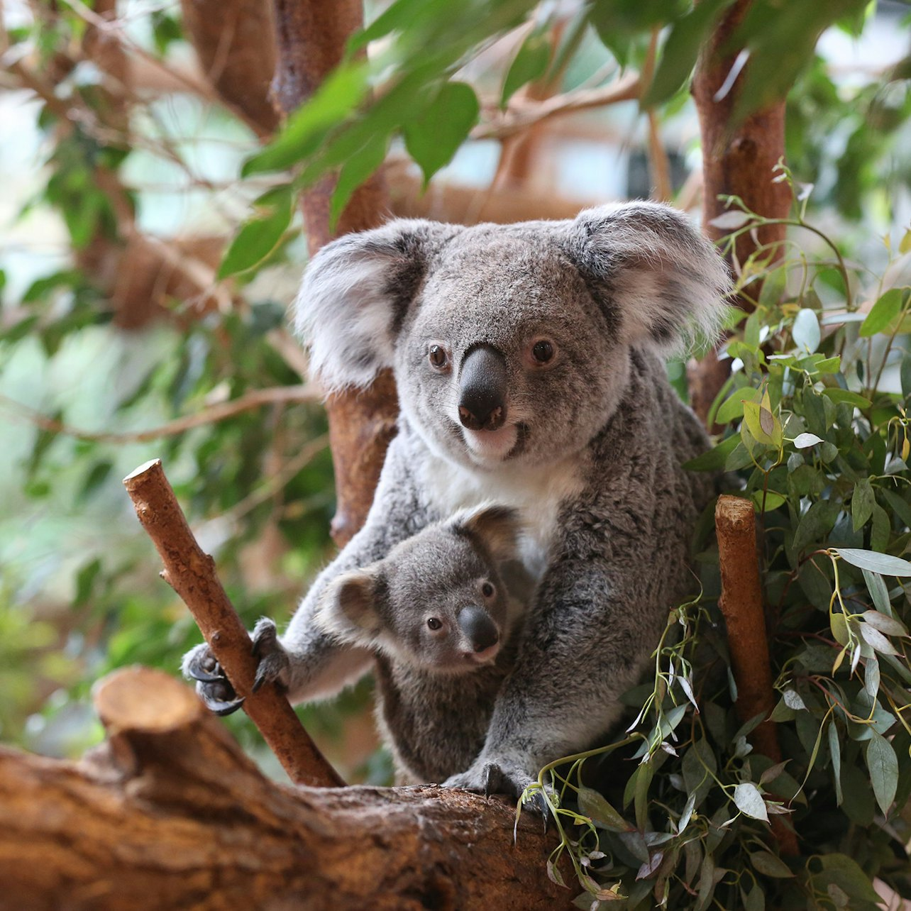 Set vétérinaire koala Tinaroo - La Boutique du ZooParc de Beauval
