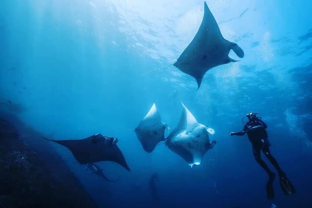 diving-with-manta-ray-at-nusa-penida_1