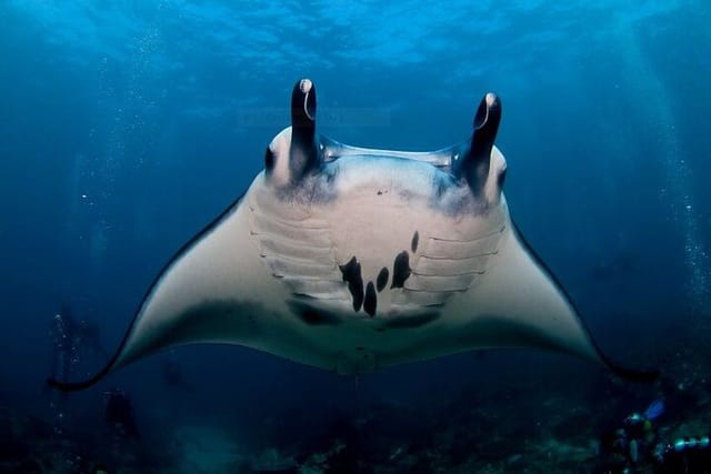 scuba-dive-with-manta-rays_1
