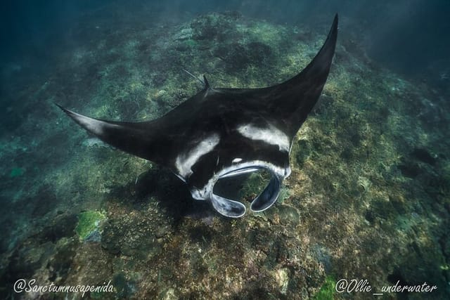 snorkeling-with-manta-rays_1