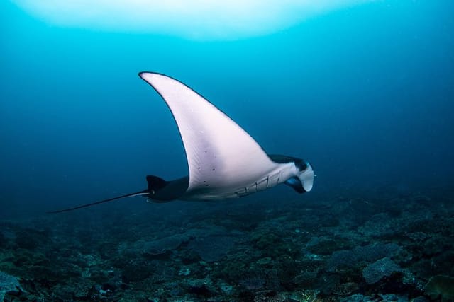 magnificent Manta rays