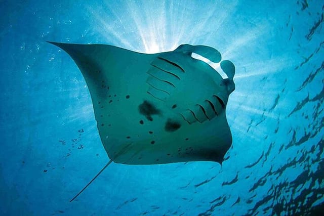 swim-with-manta-rays-snorkeling-day-trip-from-bali_1