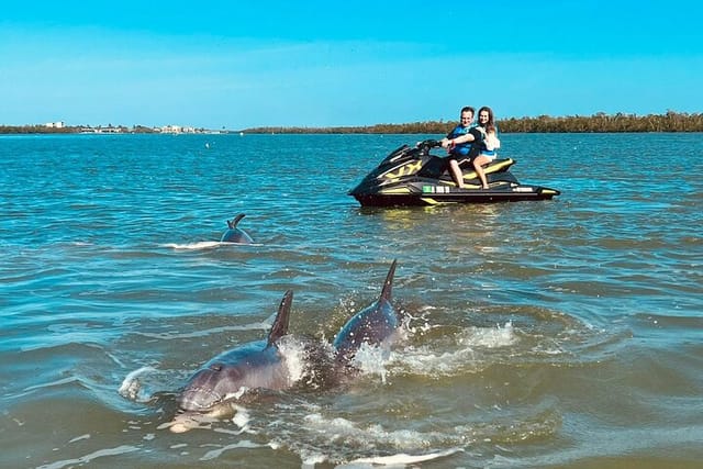 Dolphin Spotting!