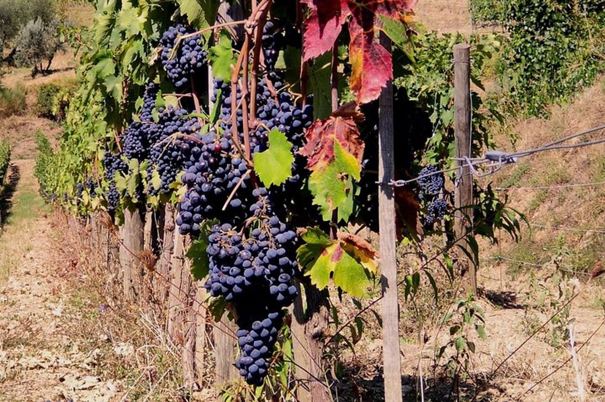 Montalcino, Cantina Tornesi. 
Red Grapes 