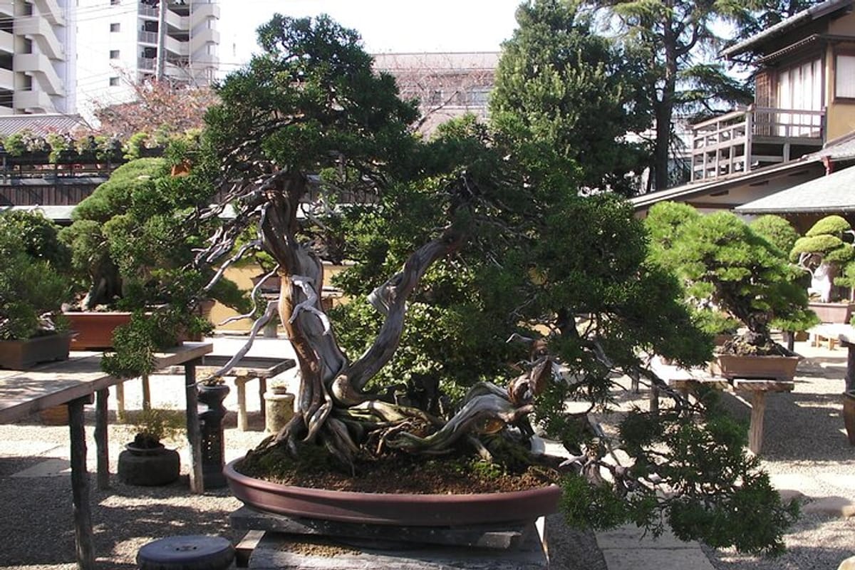 bonsai-and-washi-museum-visit-in-tokyo_1