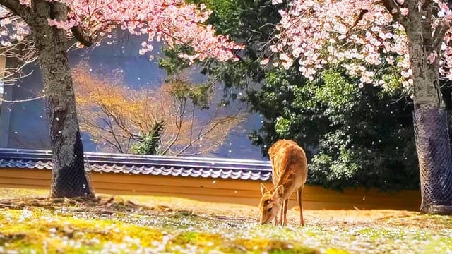 cherry-blossom-day-tour-todaiji-temples-nara-park-mt-yoshino-japan-pelago0.jpg