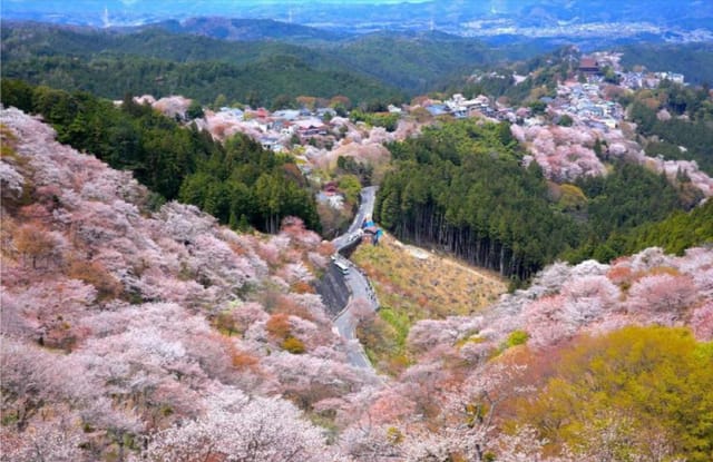 cherry-blossom-season-limited-nara-yoshino-cherry-blossom-one-day-tour-limited-japan-pelago0.jpg