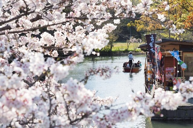 River Cruise at the cherry blossom's season (in the end of Mar to the beginning of Apr)
