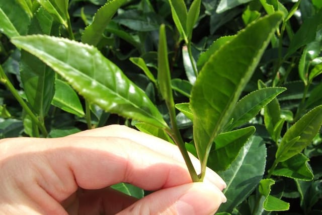 matcha-green-tea-plantation-and-matcha-factory-visit_1
