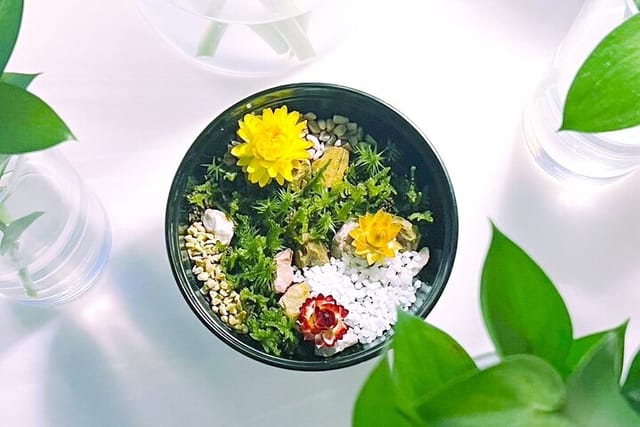 Your own small garden. Handmade moss terrarium experience with us.