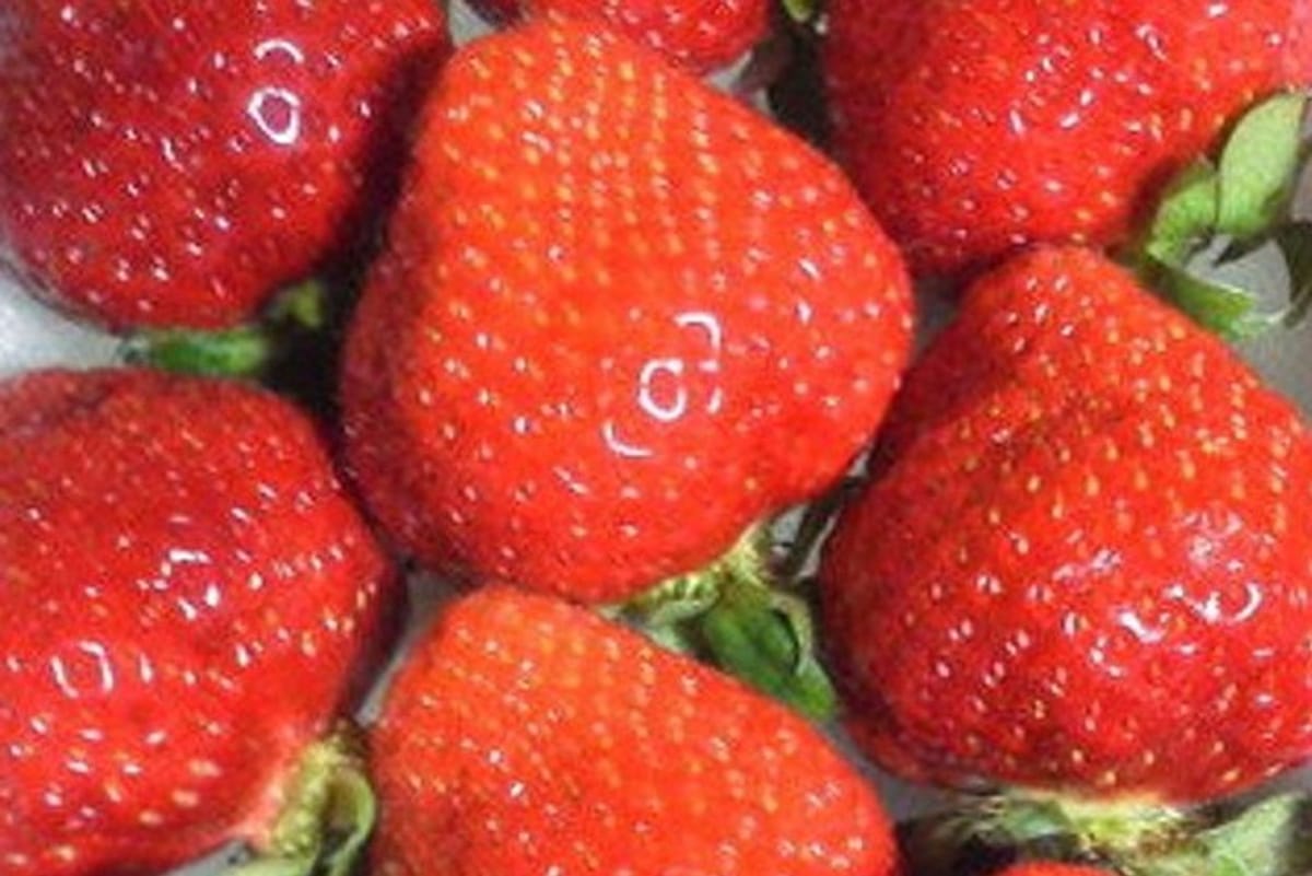 Fukuoka is the number one strawberry producing area in Japan that produced "Amaou".
