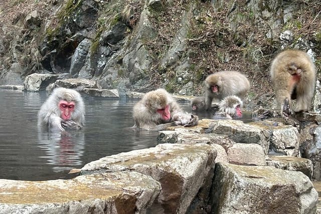 shuttle-van-tour-snow-monkey-park-to-and-from-tokyo_1