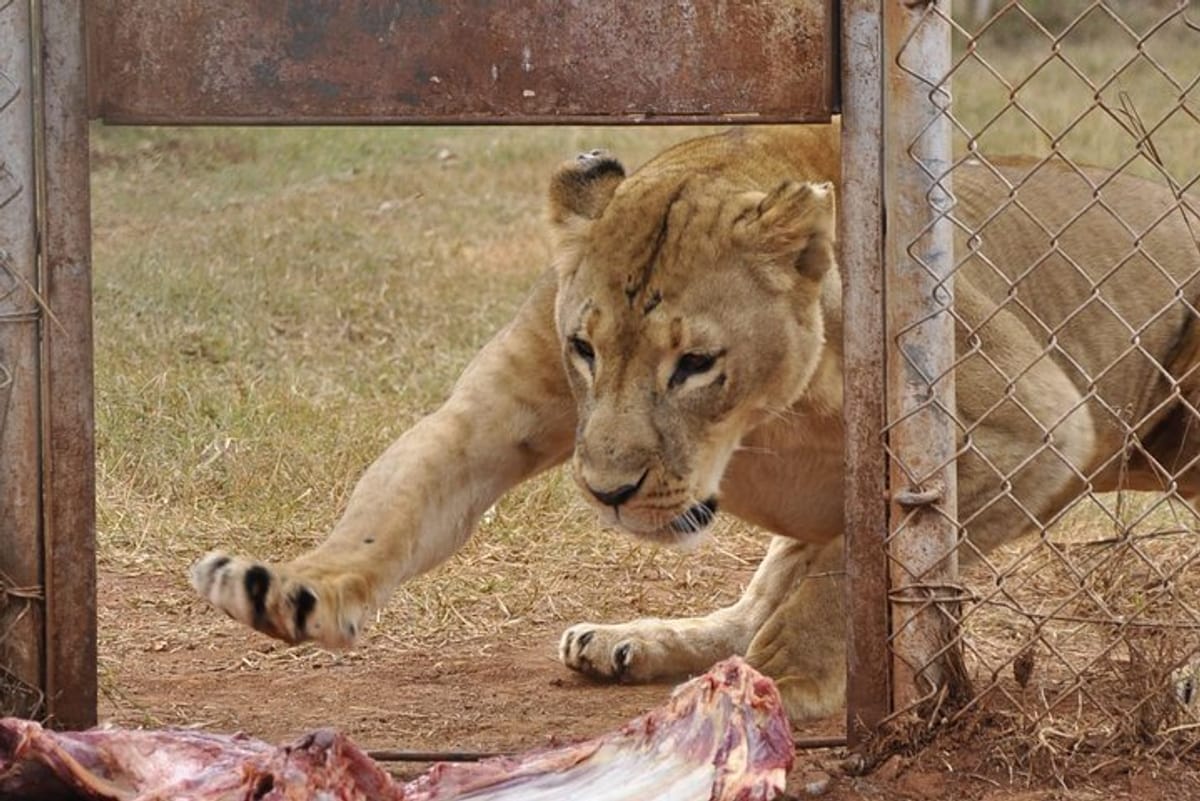 How the lions are fed