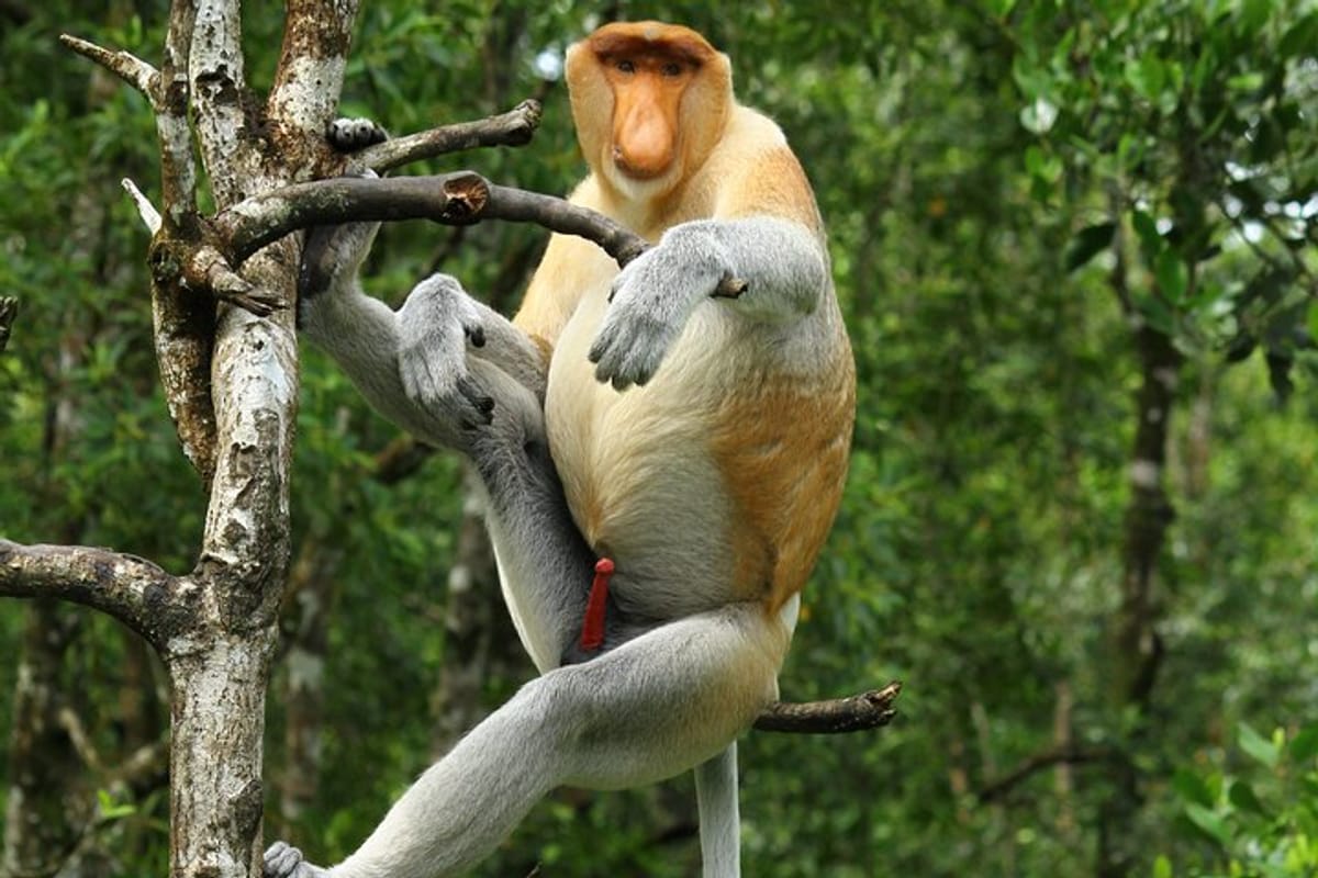 day-trip-sepilok-orang-utan-labuk-bay-proboscis-monkey_1